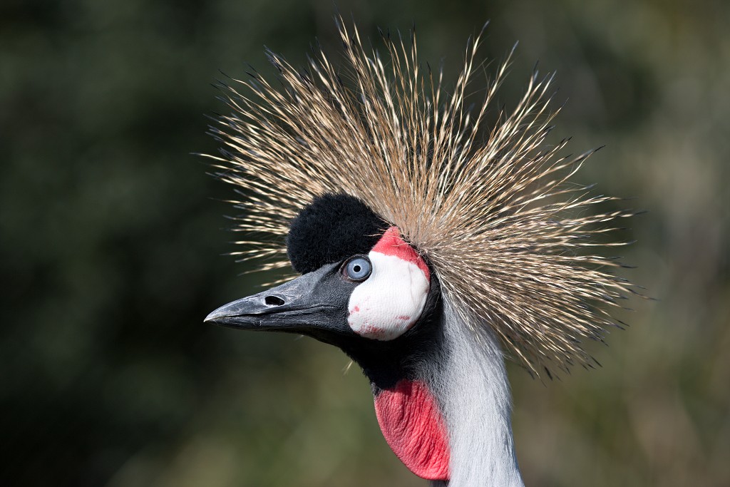 vogels vogel hdr fauna natuur aves zang vliegen vrij